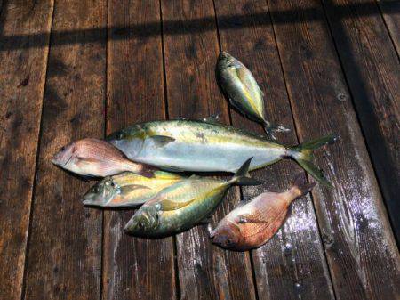 由良海上釣り堀 海人 釣果