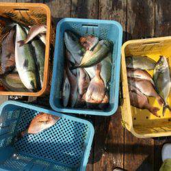 由良海上釣り堀 海人 釣果