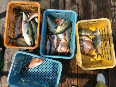 由良海上釣り堀 海人 釣果