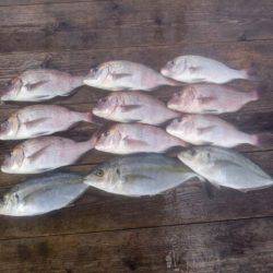 由良海上釣り堀 海人 釣果