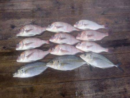 由良海上釣り堀 海人 釣果