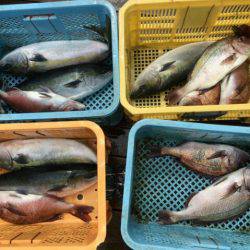 由良海上釣り堀 海人 釣果