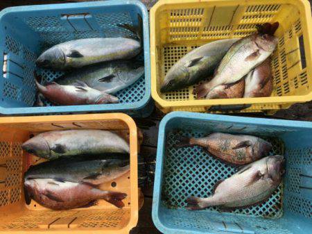 由良海上釣り堀 海人 釣果