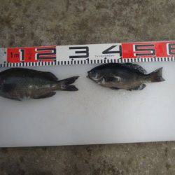 のとじま臨海公園海づりセンター 釣果