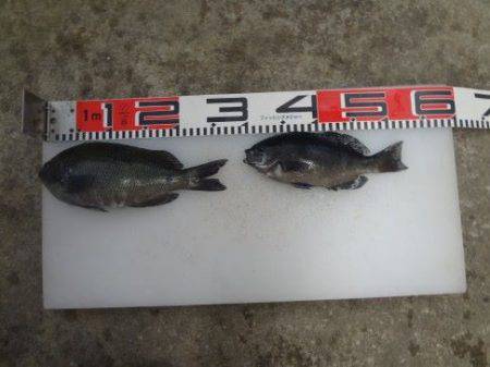 のとじま臨海公園海づりセンター 釣果