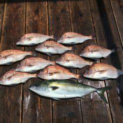 由良海上釣り堀 海人 釣果