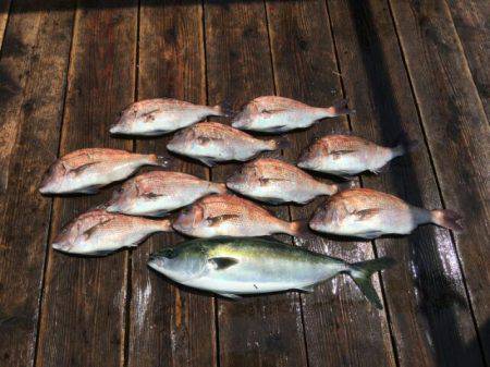 由良海上釣り堀 海人 釣果