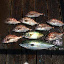 由良海上釣り堀 海人 釣果