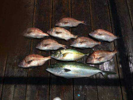 由良海上釣り堀 海人 釣果