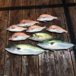 由良海上釣り堀 海人 釣果