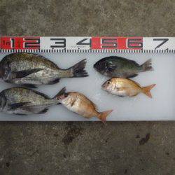 のとじま臨海公園海づりセンター 釣果