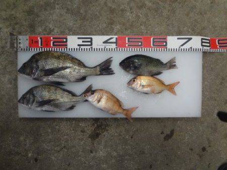 のとじま臨海公園海づりセンター 釣果