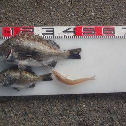 のとじま臨海公園海づりセンター 釣果