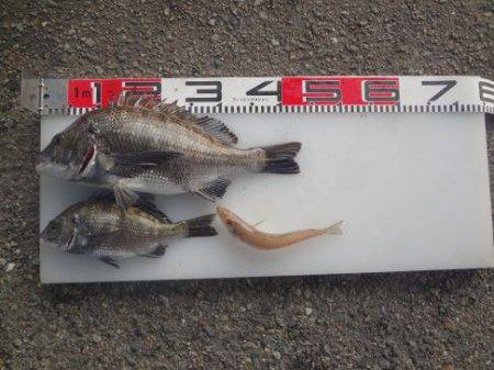 のとじま臨海公園海づりセンター 釣果