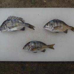 のとじま臨海公園海づりセンター 釣果