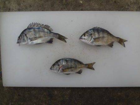 のとじま臨海公園海づりセンター 釣果