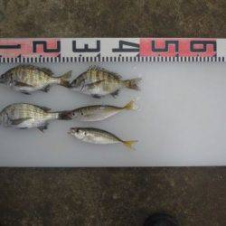 のとじま臨海公園海づりセンター 釣果