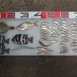 のとじま臨海公園海づりセンター 釣果