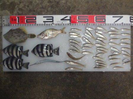 のとじま臨海公園海づりセンター 釣果