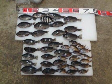 のとじま臨海公園海づりセンター 釣果