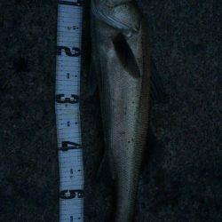 まだまだバチ抜け