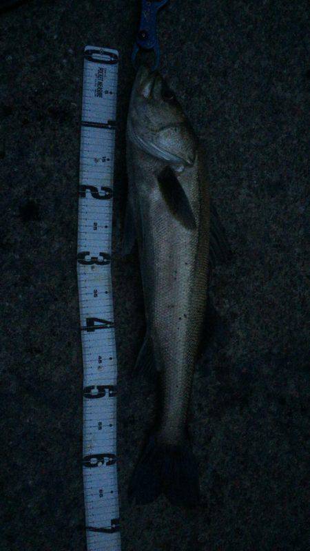 まだまだバチ抜け