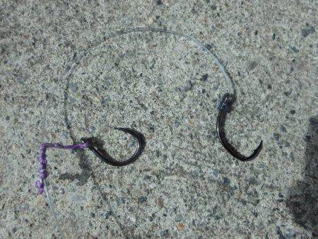 フィッシングハウス伊藤 釣果