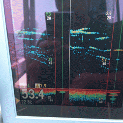 遊漁船ブルーウッズ 釣果