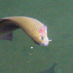 小菅トラウトガーデン 釣果