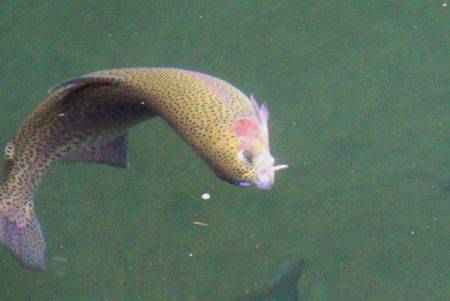 小菅トラウトガーデン 釣果