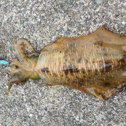 改造の成果！…？