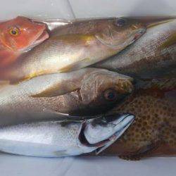 遊漁船 新鋭丸 釣果