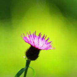 小菅トラウトガーデン 釣果