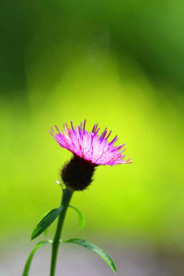 小菅トラウトガーデン 釣果