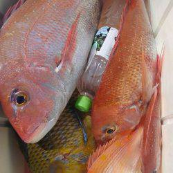 遊漁船 新鋭丸 釣果