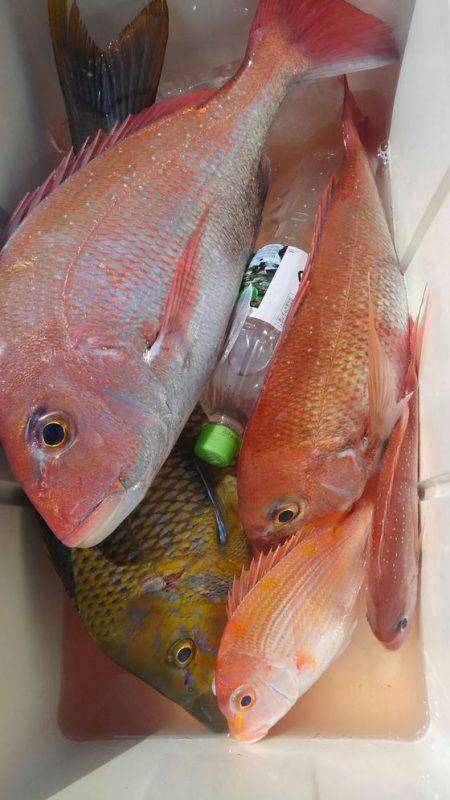 遊漁船 新鋭丸 釣果