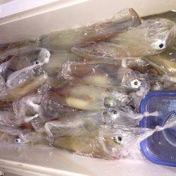 幸風（さちかぜ） 釣果