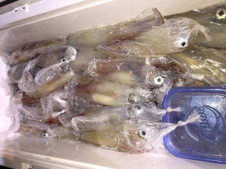 幸風（さちかぜ） 釣果