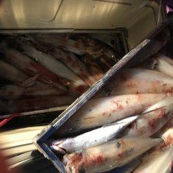 寿裕 （YOSHIHIRO） 釣果