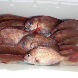 大進丸(新潟) 釣果