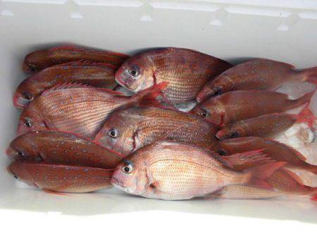 大進丸(新潟) 釣果