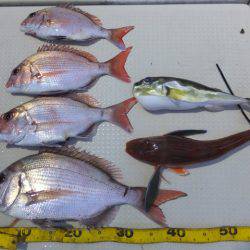 Hit Rush(ヒット ラッシュ) 釣果