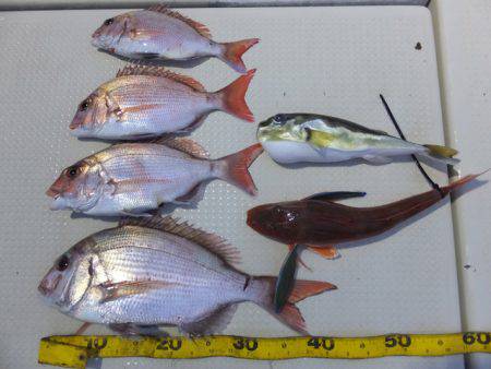 Hit Rush(ヒット ラッシュ） 釣果…