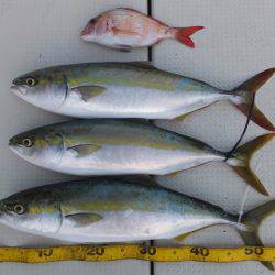 Hit Rush(ヒット ラッシュ） 釣果