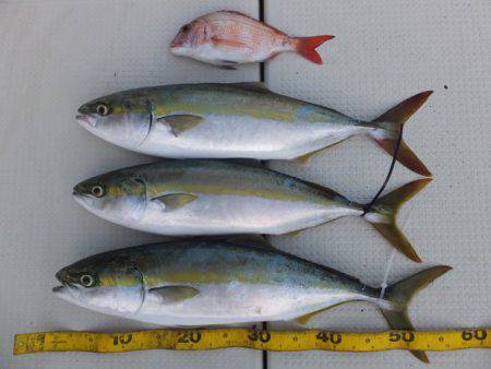 Hit Rush(ヒット ラッシュ） 釣果…