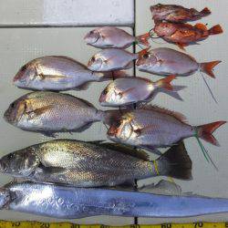 Hit Rush(ヒット ラッシュ） 釣果