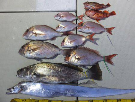 Hit Rush(ヒット ラッシュ） 釣果…