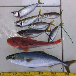 Hit Rush(ヒット ラッシュ） 釣果