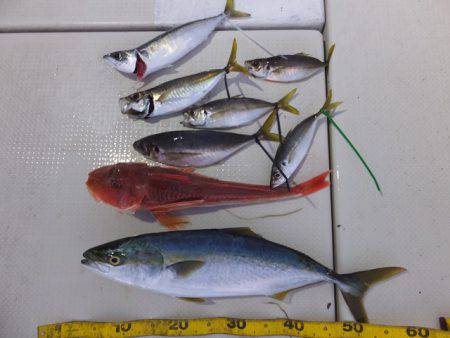 Hit Rush(ヒット ラッシュ） 釣果…