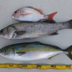 Hit Rush(ヒット ラッシュ） 釣果